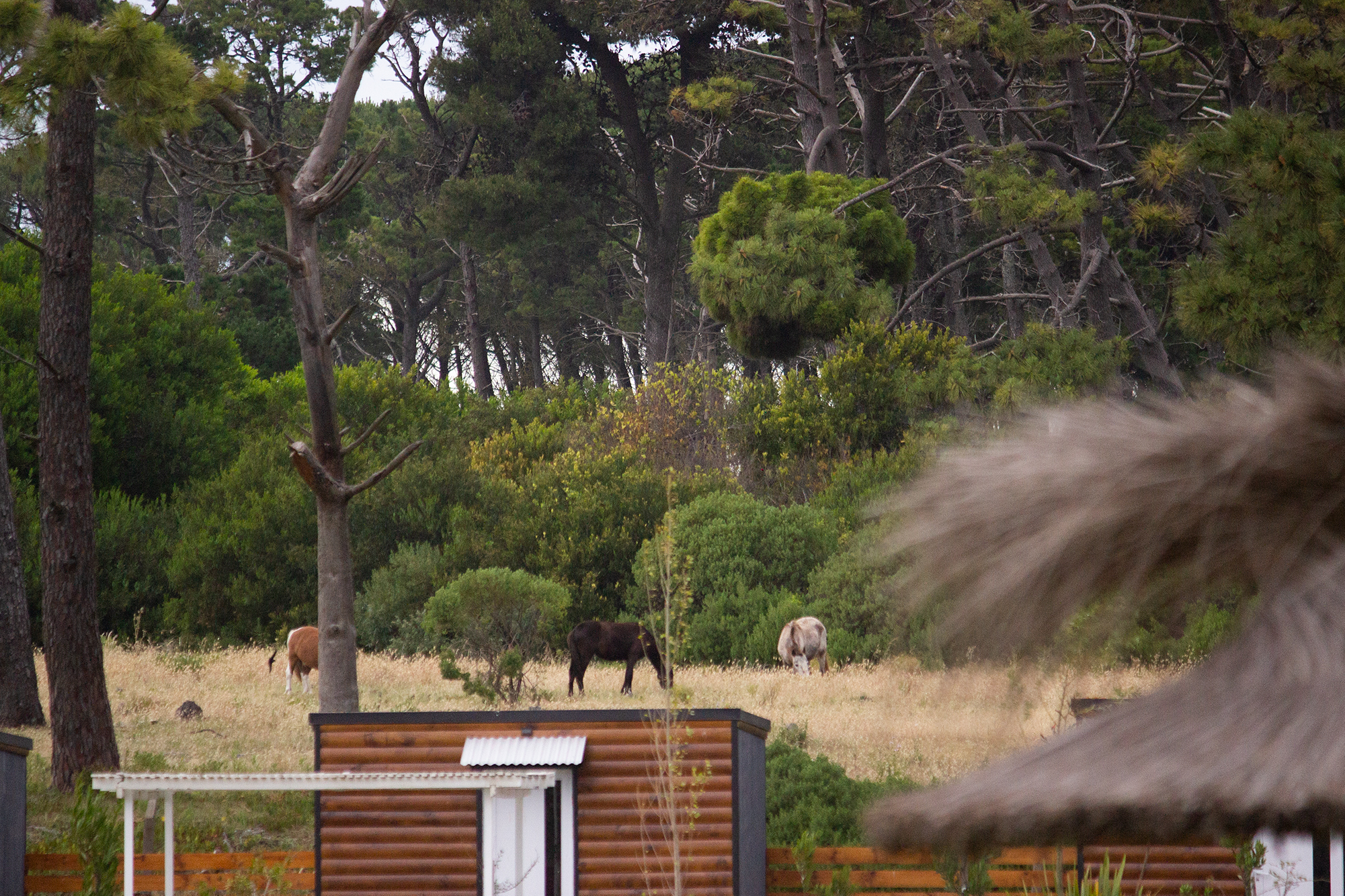 Las Pitas — caballos y naturaleza